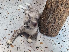 -毛绒耶耶撸宠馆·猫咖·狗咖·荷兰猪咖