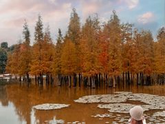 -白鹭湾湿地公园