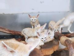 -大连森林动物园