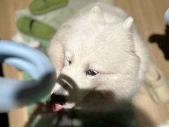 -瑞鹏宠物医院·骨科·猫科·内科(第一中心)