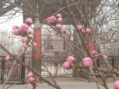 -桃花堤公园