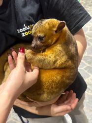 -Zoolung Zoolung动物主题公园(海信广场店)