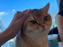 -有喵·猫咖·狗咖·30几只猫10只小狗(岗厦店)