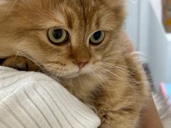 -青奢宠物·青奢猫舍