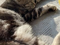 -平行世界·猫咖(首经贸店)