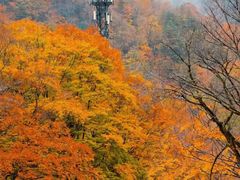 -光雾山旅游景区