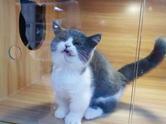 -猫十亿·布偶金渐层·曼基康矮脚猫舍(青年路店)