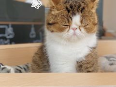 -瞄一喵猫咖(格力海岸店)