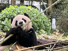 -都江堰中华大熊猫苑