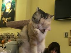 -猫色咖啡·猫咖