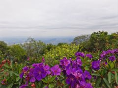 -黄埔油麻山森林公园