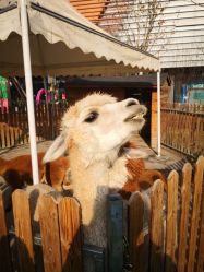 -萌宠亲子动物乐园(槐房万达店)