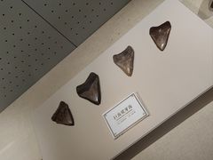-辽宁古生物博物馆