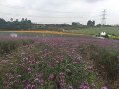 -紫颐香薰山谷景区