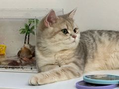 -momokira米努特·德文卷毛猫·棉花面纱犬
