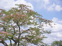 -中国科学院西双版纳热带植物园