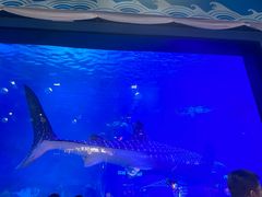 -烟台海昌鲸鲨海洋公园