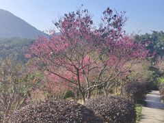 -深圳仙湖植物园