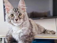 -十年猫舍·猫咪专门店(普陀店)