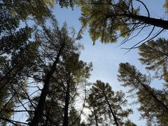 -塞罕坝国家级自然保护区