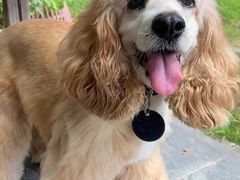 -萌宠之家·腊肠犬·马尔泰·小体犬舍