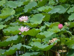 -荔湾湖公园