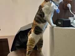 -Again Coffee Roaster(香蜜湖店)