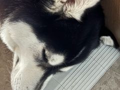 -瑞鹏宠物医院·超声·骨科·奇麟分院(蜀都万达店)