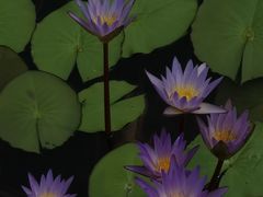 -国家植物园南园