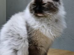 -藏猫猫咖啡主题馆(中央大道店)