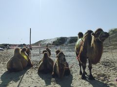 -库伦旗银沙湾旅游景区