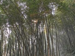 -西湖风景区十里琅珰-五云山