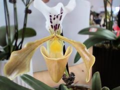 -东南花都花博园