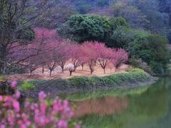 -南国桃园旅游度假区