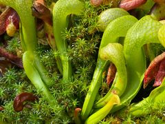 -昆明植物园