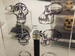 -北京周口店北京人遗址博物馆
