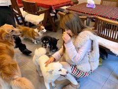 -南京宠物基地·宠物狗宠物猫售卖(南京店)