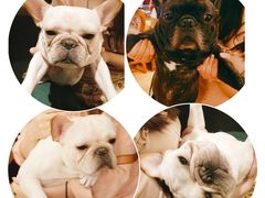 -more than meow吴止猫主题餐厅(承德 中船汇店)