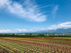 -富田农场