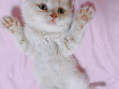 -老吴的猫·猫舍(新区店)