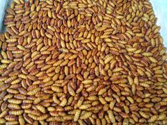 -南沙十九涌渔人码头-南门