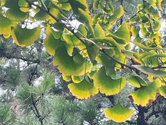 -元大都城垣遗址公园