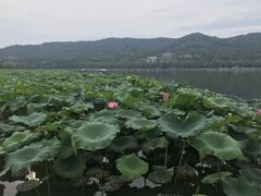 -西湖游船