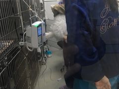 -中农国际动物医院24小时·猫科·骨科·急重症中心