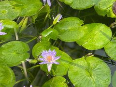 -国家植物园南园