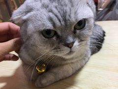 -李小姐の猫咖啡馆(五角场店)