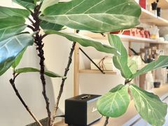 -the fall kaffe乐否咖啡