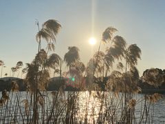 -无锡蠡湖国家湿地公园-蠡园