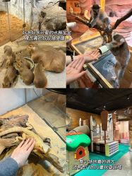 -Zoolung Zoolung动物主题公园(海信广场店)