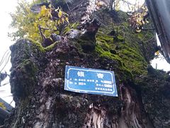 -千年银杏谷文化旅游区